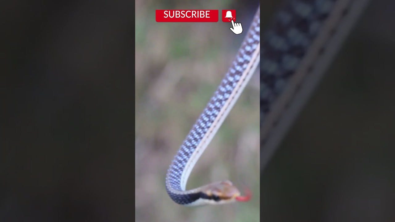 Most Beautiful Snake | Common Bronzeback Tree Snake 