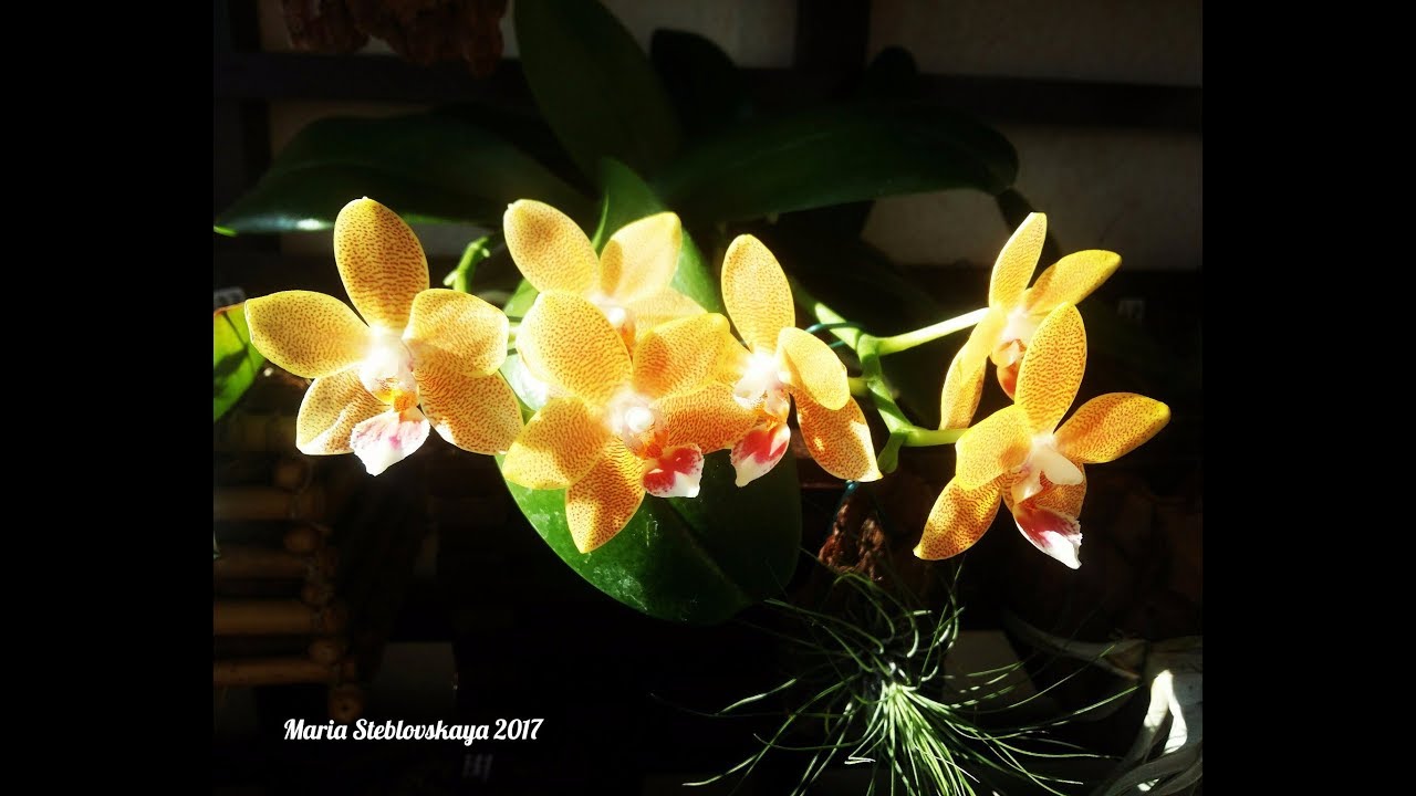 PHALAENOPSIS TABLE MASTERPIECE  - описание и основы ухода