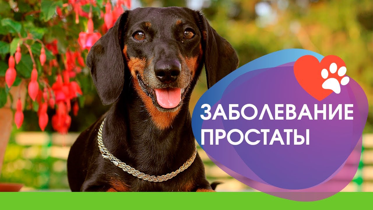 Важные предупреждения о заболеваниях простаты у собак