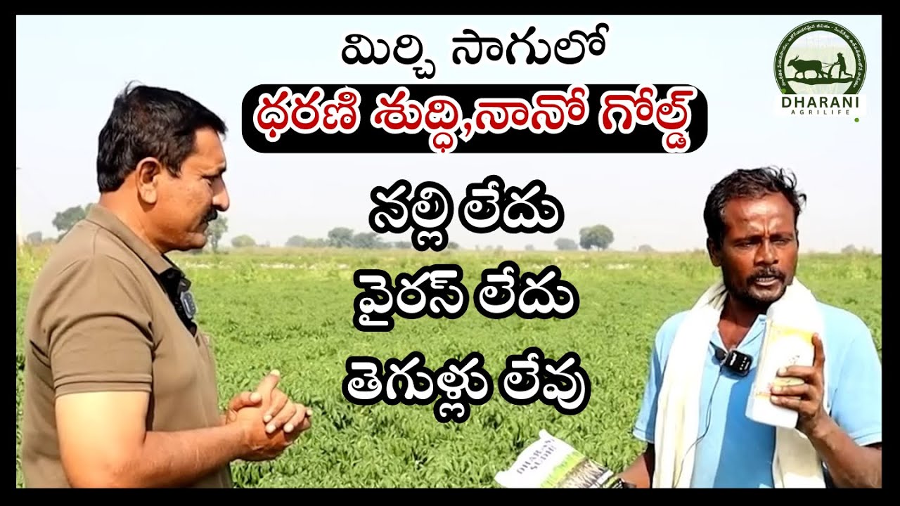 ధరణి శుద్ధి,నానో గోల్డ్ తో మిర్చి సాగు | రైతు మాటల్లో | Mirchi Cultivation | Dharani Suddi #viral