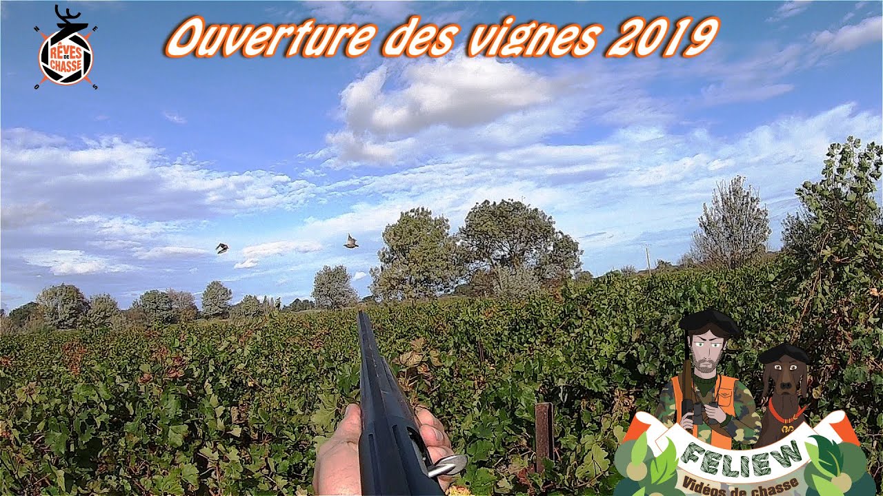 Ouverture de la chasse dans les vignes au perdreau et palombes au poste 2019