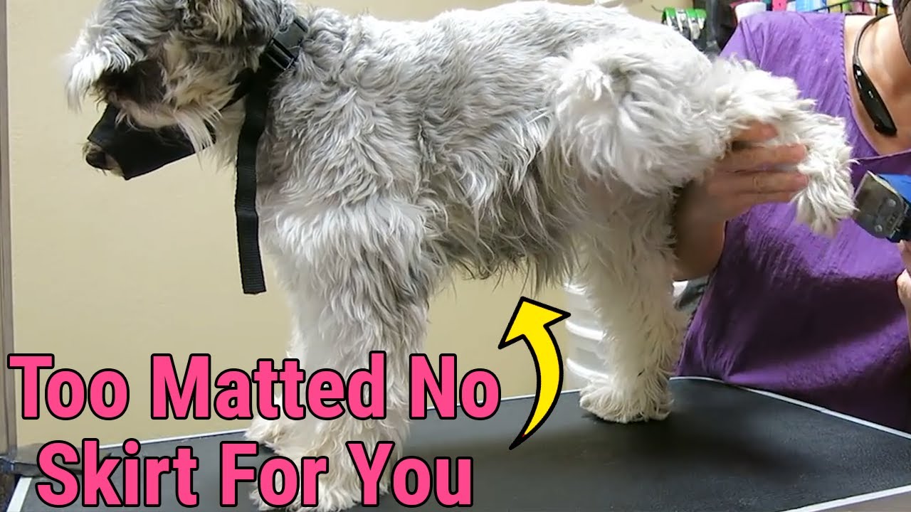 Как ухаживать за шнауцером, если его шерсть спуталась