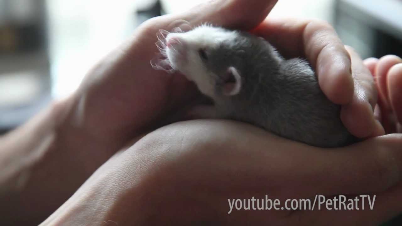 World's Cutest Baby Rat Being Held and Patted