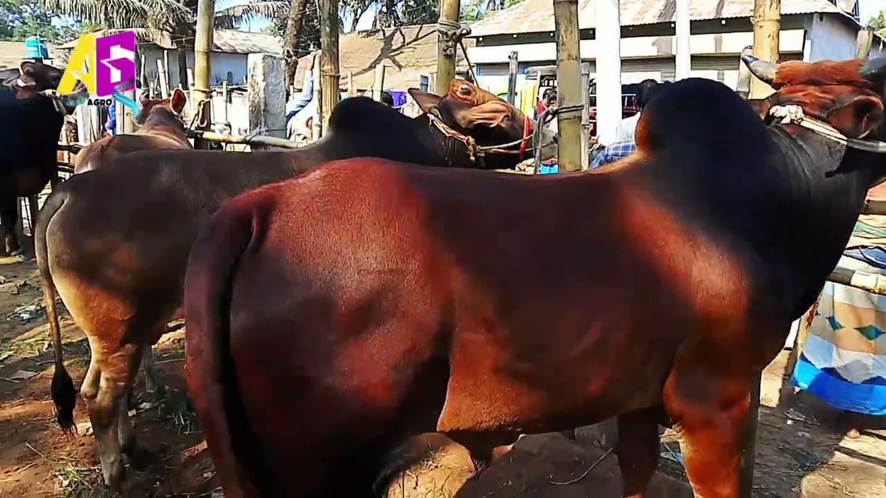 কোরবানির মত উড়তে শুরু করেছে বড় বড় গরু, হবিগঞ্জ গরুর হাটে #ayan_agro #cow_price #গরুরদাম #cowprice