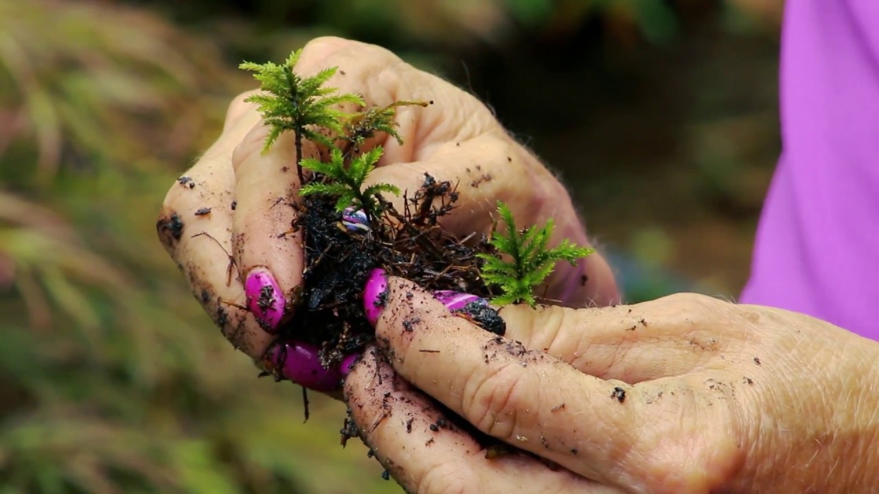 DIY Moss Gardening Planting Methods with Mossin' Annie
