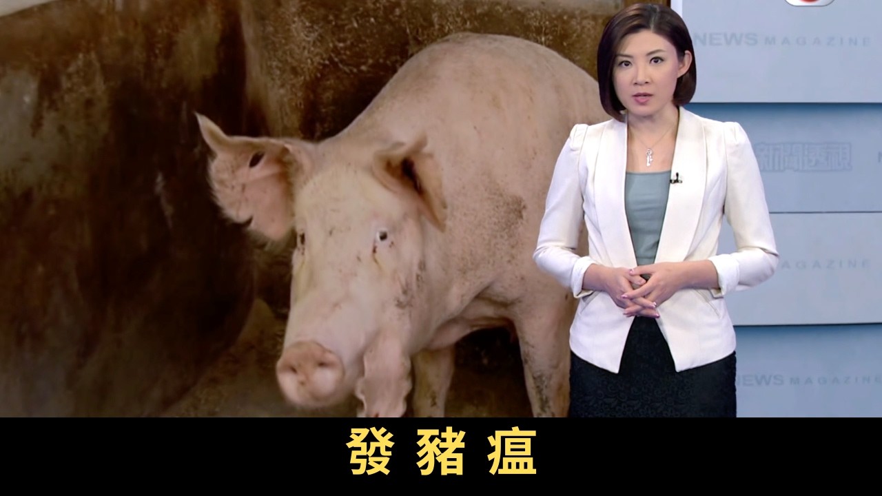 TVB新聞透視 發豬瘟 內地爆發非洲豬瘟更蔓延二十多個省份，由於沒有疫苗和治療方法，部分地區如台灣已全面禁止內地豬肉製品入口，香港只禁止疫區三公里範圍內豬場的生豬入口，防疫措施是否足夠？