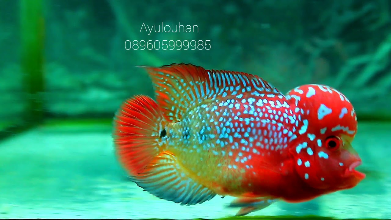 Ikan louhan kamfa free marking f2 import