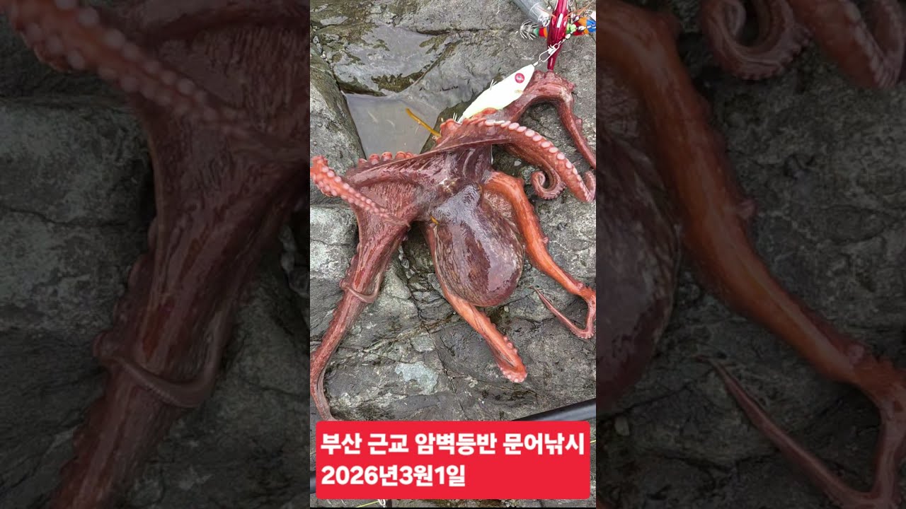 부산근교 암벽등반 문어낚시 2026년3원1일