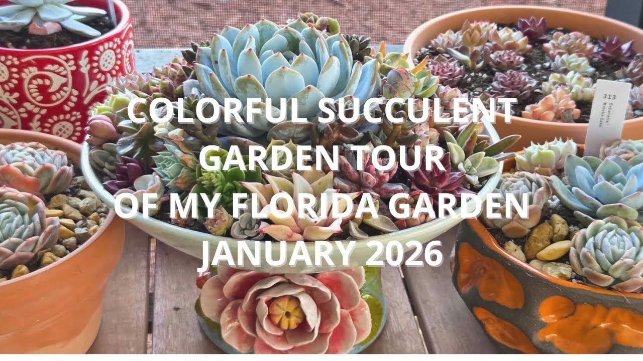 My Colorful Succulent Garden Tour Jan 2026 Florida