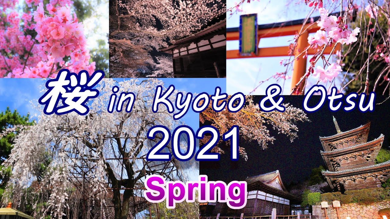 桜 2021 Cherry Blossoms in Japan [京都][大津][Kyoto][Otsu]