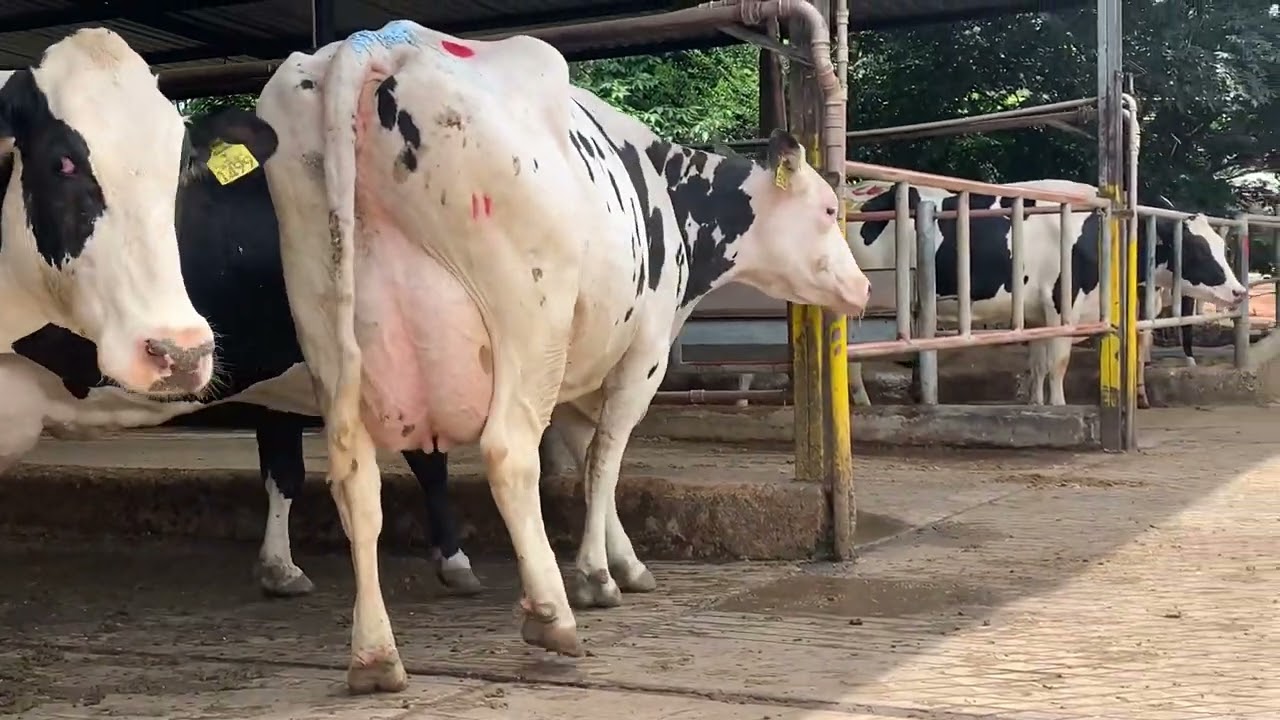 Vacas holandesas de alta lacta&ccedil;&atilde;o - temos novilhas amojando de alta gen&eacute;tica - 37 9 9134 3818