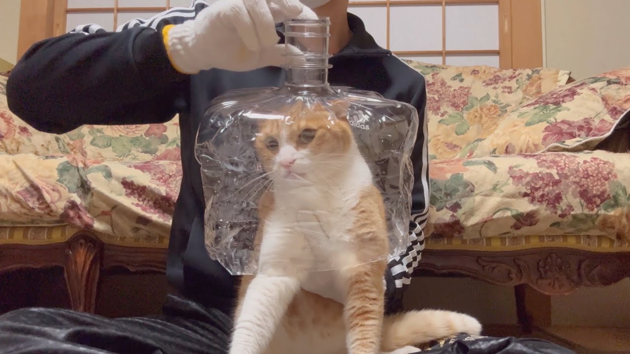 凶暴猫にペットボトル爪切りチャレンジをしてみた結果w