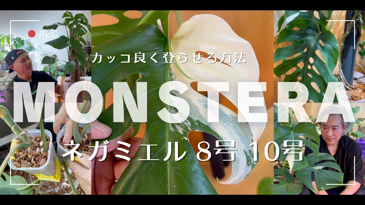 【お宅訪問】《モンステラ》20年振りに植え替えした株の半年後の姿が…/お宅訪問/モンステラ・デュビア/取り木/ネガミエル/ねこ型登り棒/ねこチップ