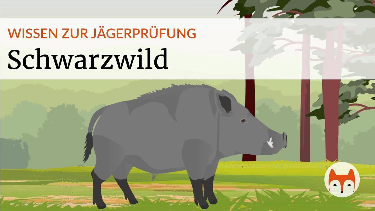 🐗 Schwarzwild erkennen, ansprechen und verstehen – kompakt für die Jägerprüfung!