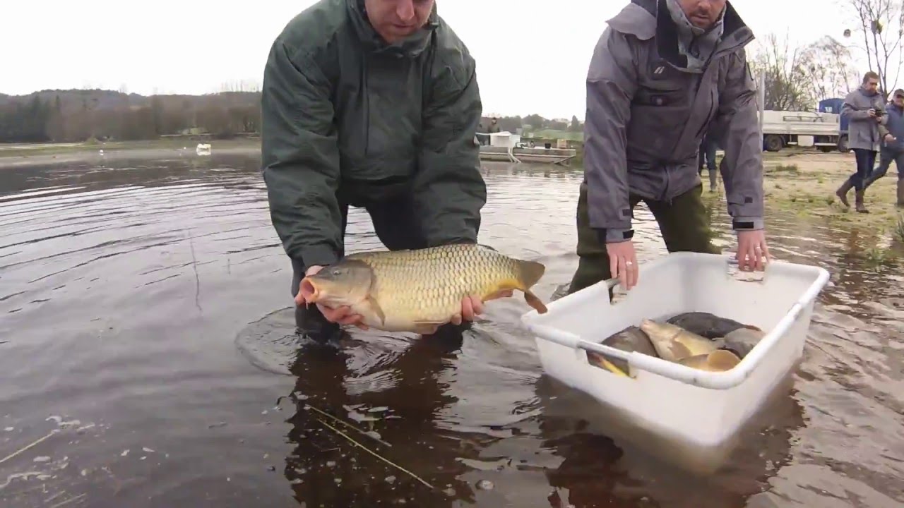 empoissonnement Guerlédan HD