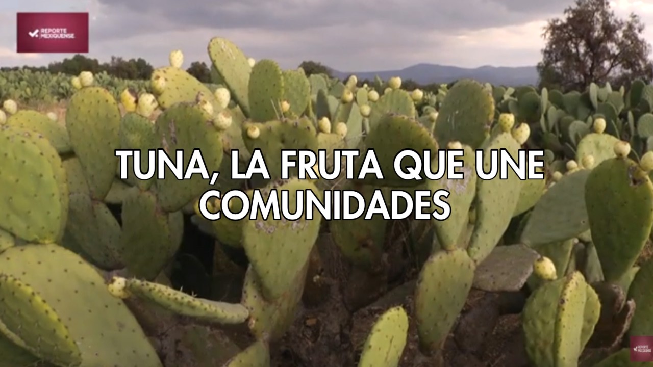 Tuna, la fruta que une comunidades