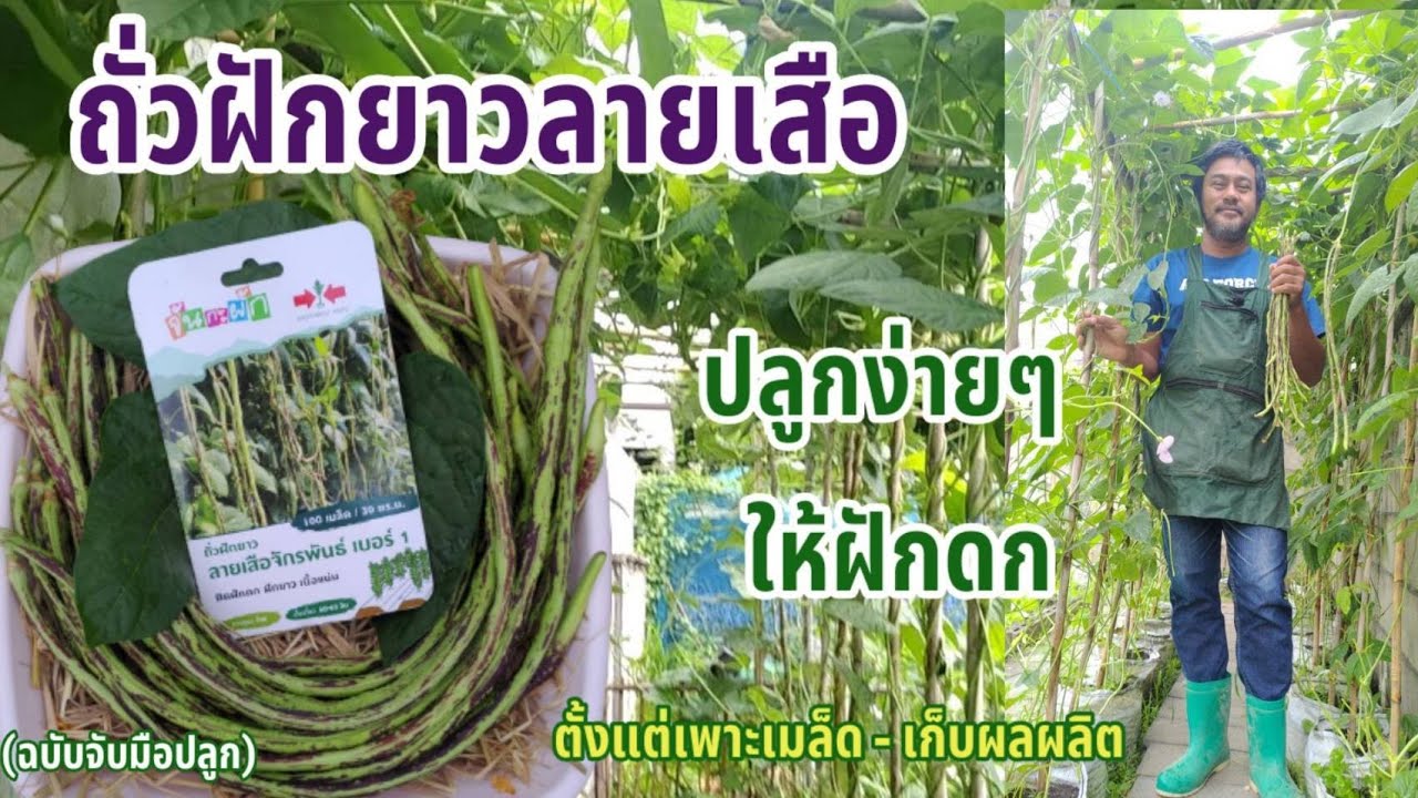 วิธีปลูกถั่วฝักยาวลายเสือจักรพันธุ์ เบอร์ 1 (ศรแดง) | ตั้งแต่เพาะเมล็ดจนถึงเก็บผลผลิต ฉบับจับมือปลูก