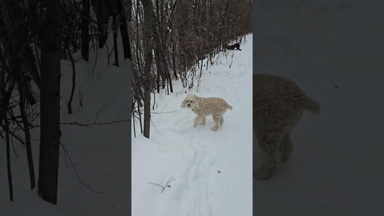 1. В пятницу, 9 января, прогулка по парку с Туккером, Феликсом, Луной и Ру.