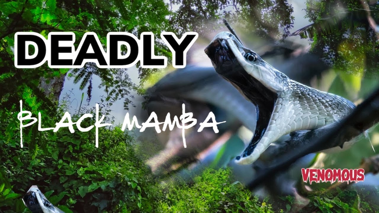 STUCK IN A TREE WITH A WILD BLACK MAMBA