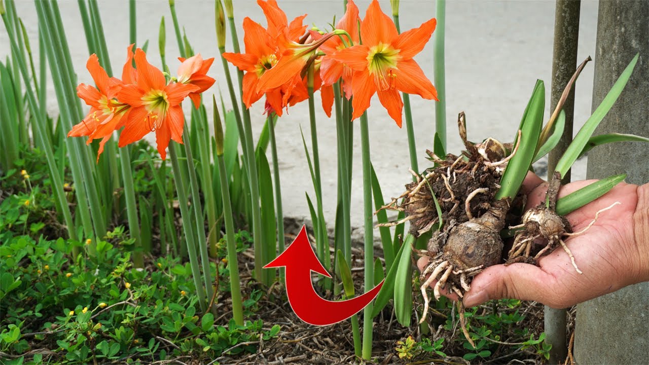Nhân giống và trồng hoa Huệ bằng củ - Tuberoses are propagated by bulbs