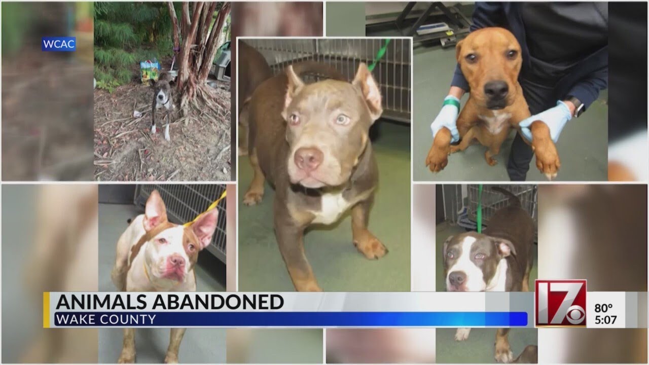 Rescues step in after animals dumped, tied to trees outside Wake County Animal Center amid dog flu c