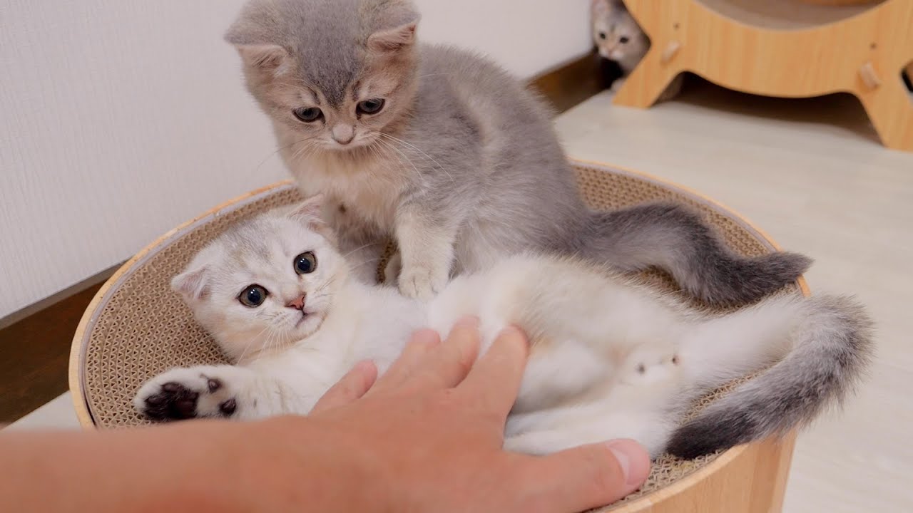 It is very difficult to calm down a very tense kitten.