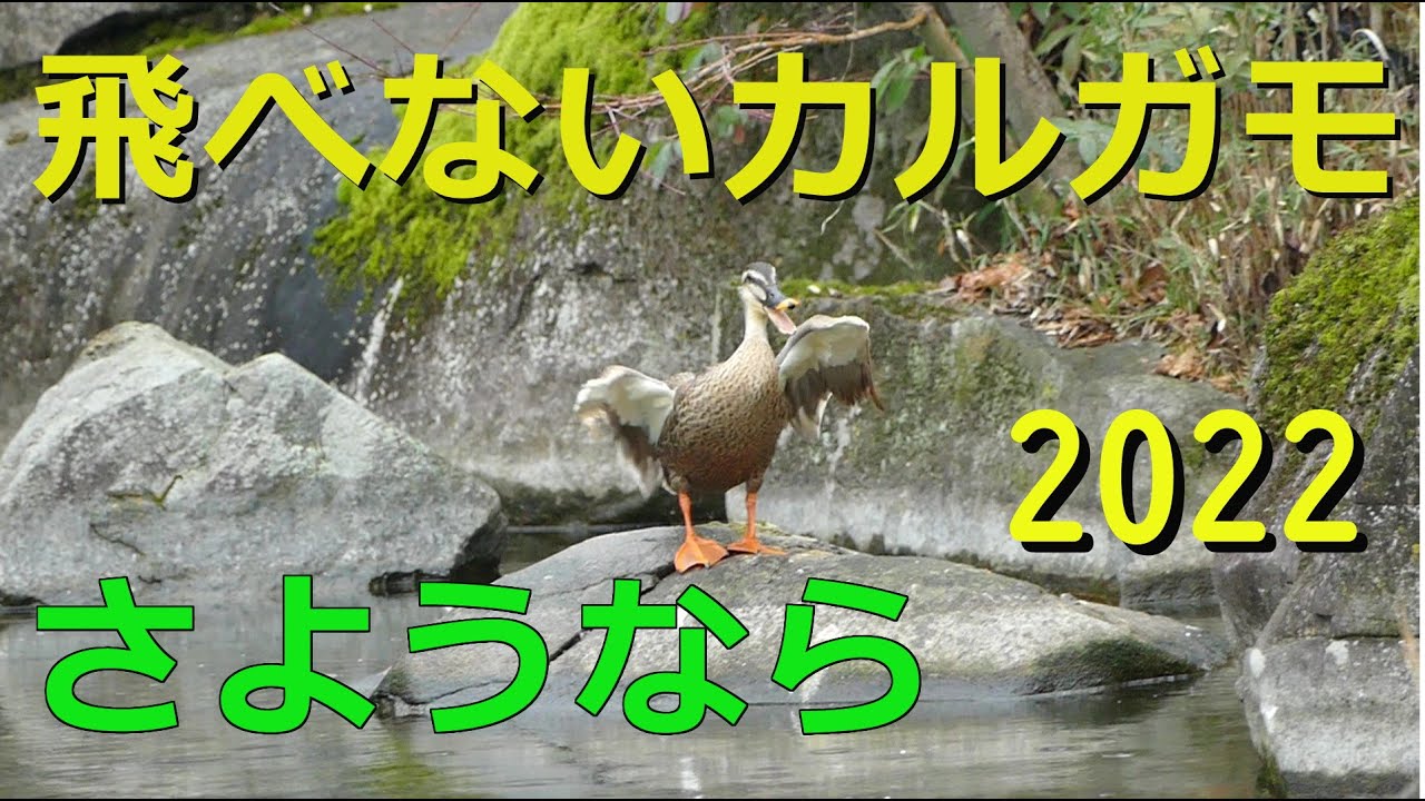 飛べないカルガモ～お別れです【2022】25目白庭園、東京