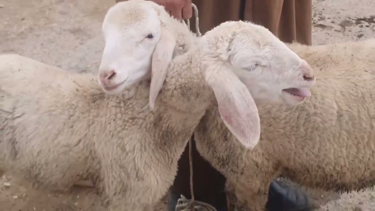 أسعار المواشي اليوم في الجزائر 12 فيفري 2026 واش رايكم في أسعار