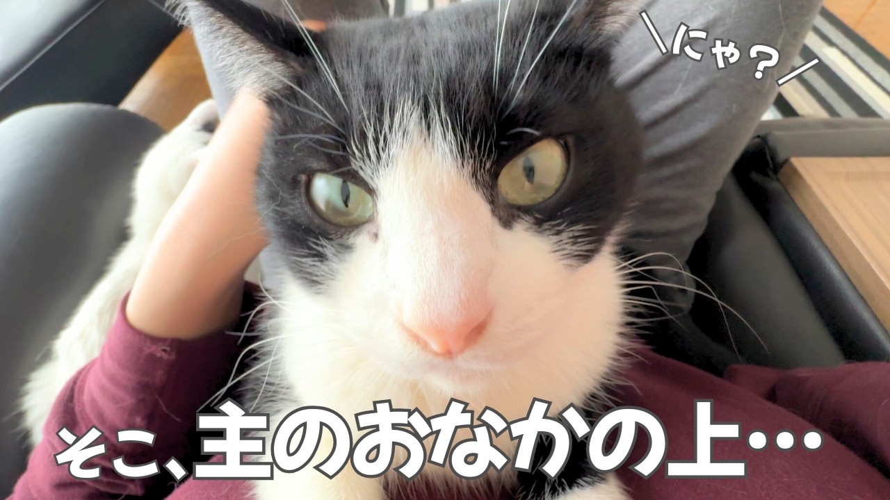 【かわいい猫】夜型夫婦と猫との暮らし / 主の上にすぐ乗るハチワレ猫たち【今日のオロイズ】