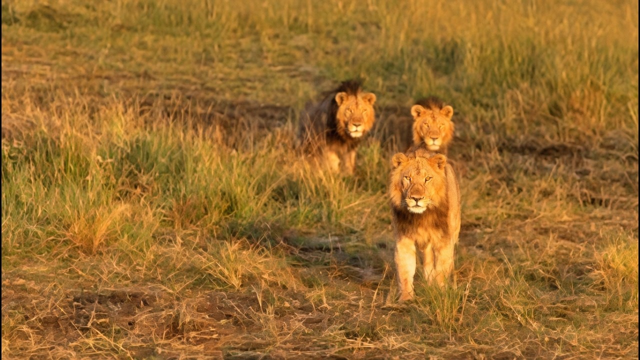 Rongai Rocker Male Lions Chasing Bron Kaskaz Male | Lion Warfare | Today