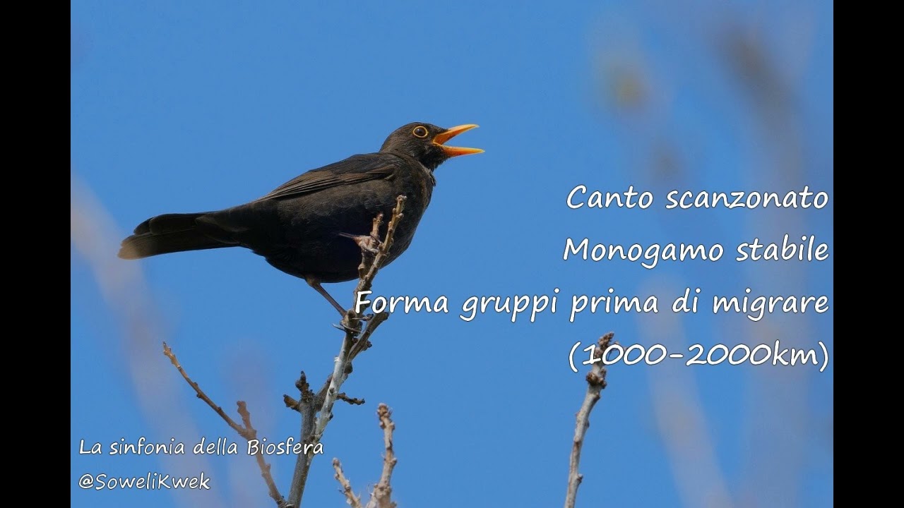 (La sinfonia della Biosfera) - Merlo