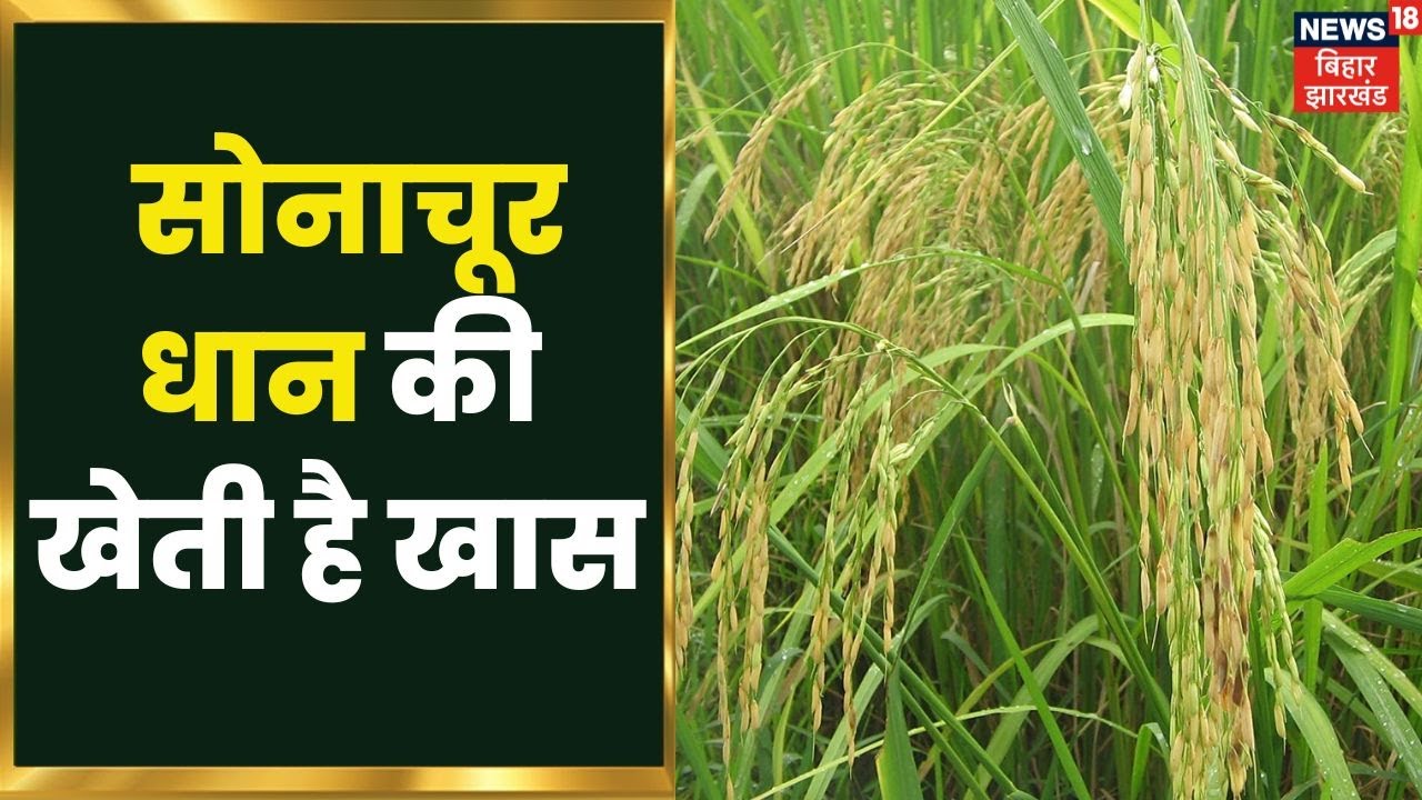 Ramgarh: सोनाचूर धान की खेती है खास, इसकी खेती से आर्थिक रूप से मजबूत हो रहे है किसान! Hindi News