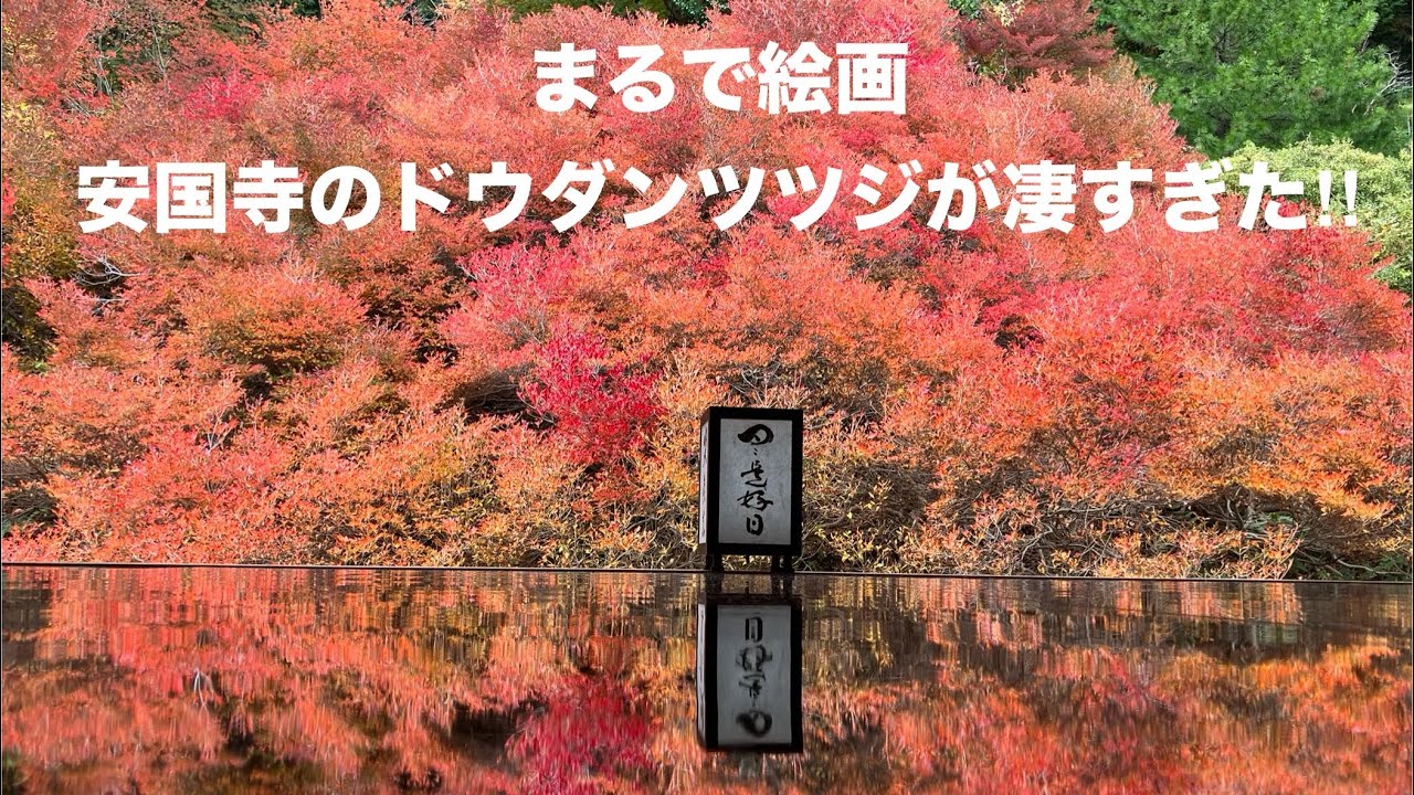 まるで絵画/安国寺のドウダンツツジが凄すぎた‼︎／2024.11.20/兵庫県豊岡市但東町