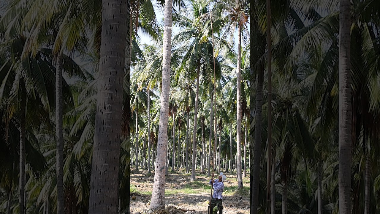 Huge Thai Coconut Farm! Harvesting Coconuts