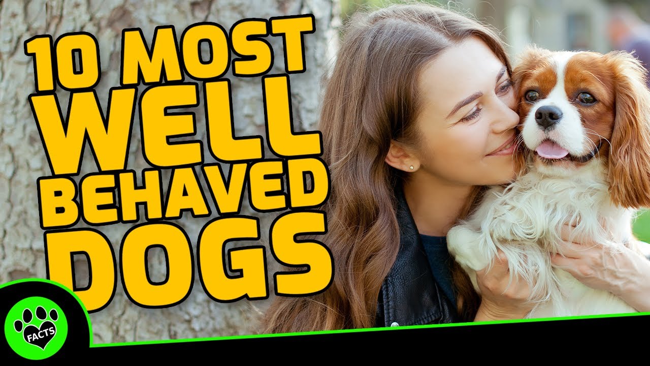 Top 10 Most Well Behaved Dog Breeds for the Family - Dogs 101