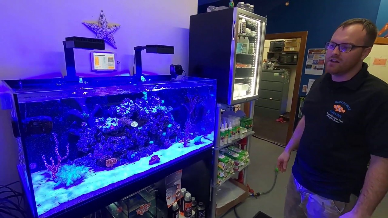 Weekly Maintenance On Our Red Sea 425 XL Display Tank