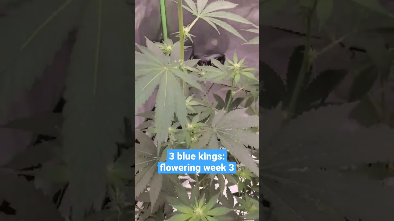 Here we got 3 blue kings a strain that consists blue dream &times; OG kush &times; headband &times; sour diesel.