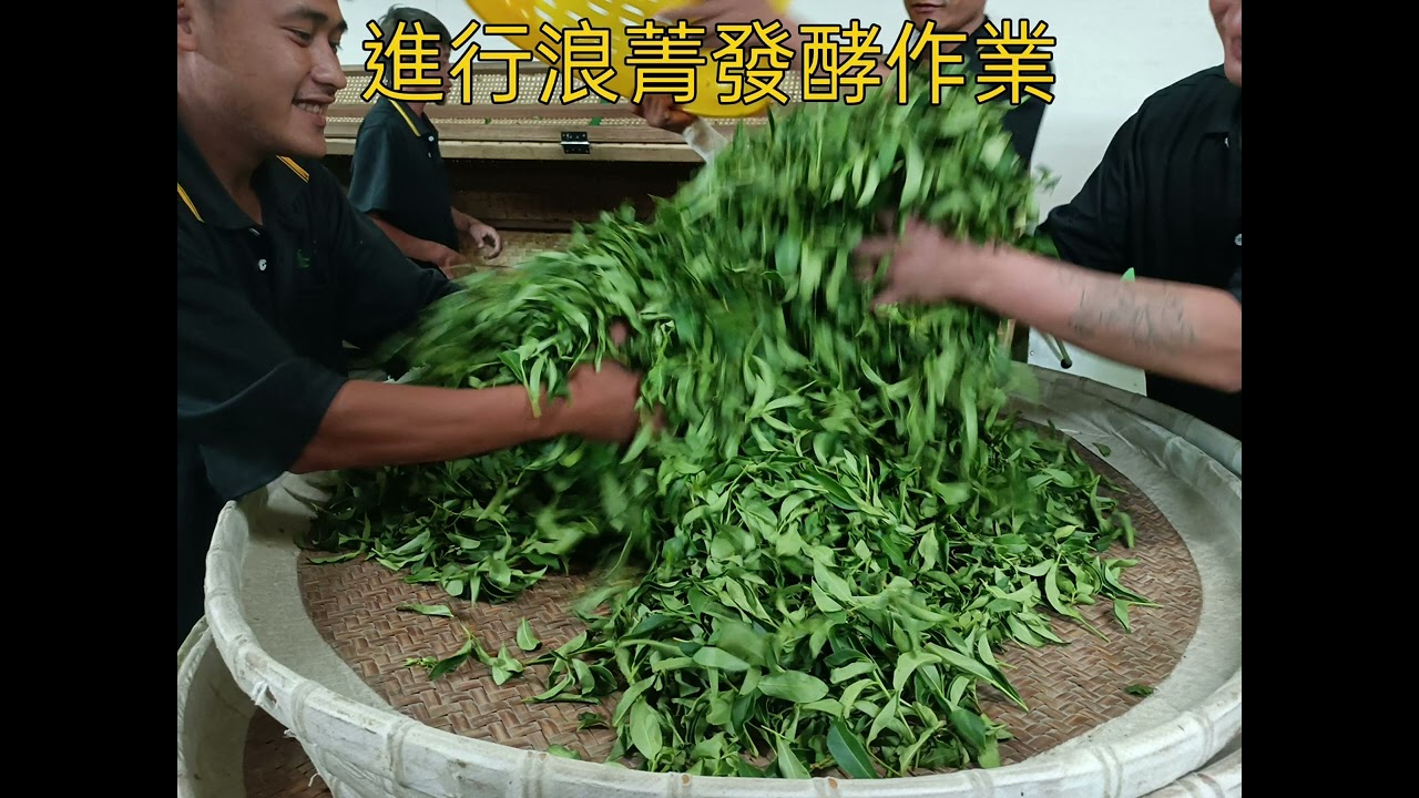 台灣泉鑫茶業 高山烏龍製作流程