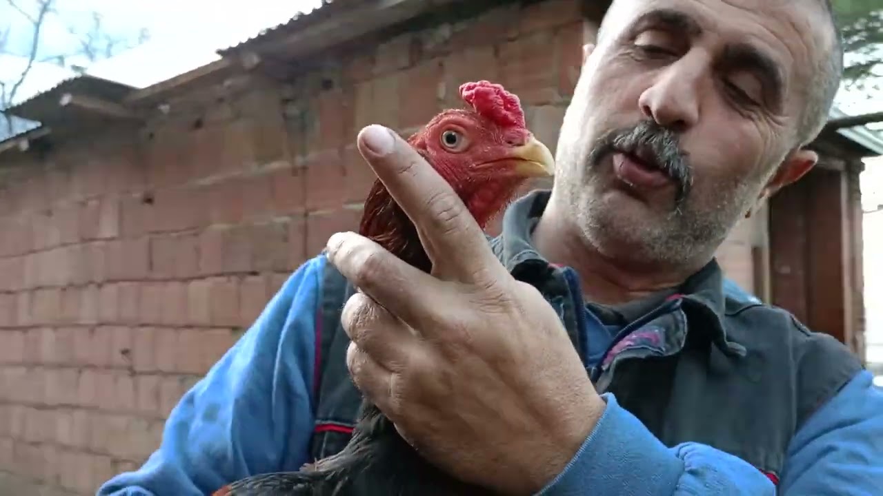 ŞAMO IRKI HANGİ IRKLA EŞLEŞMELİ