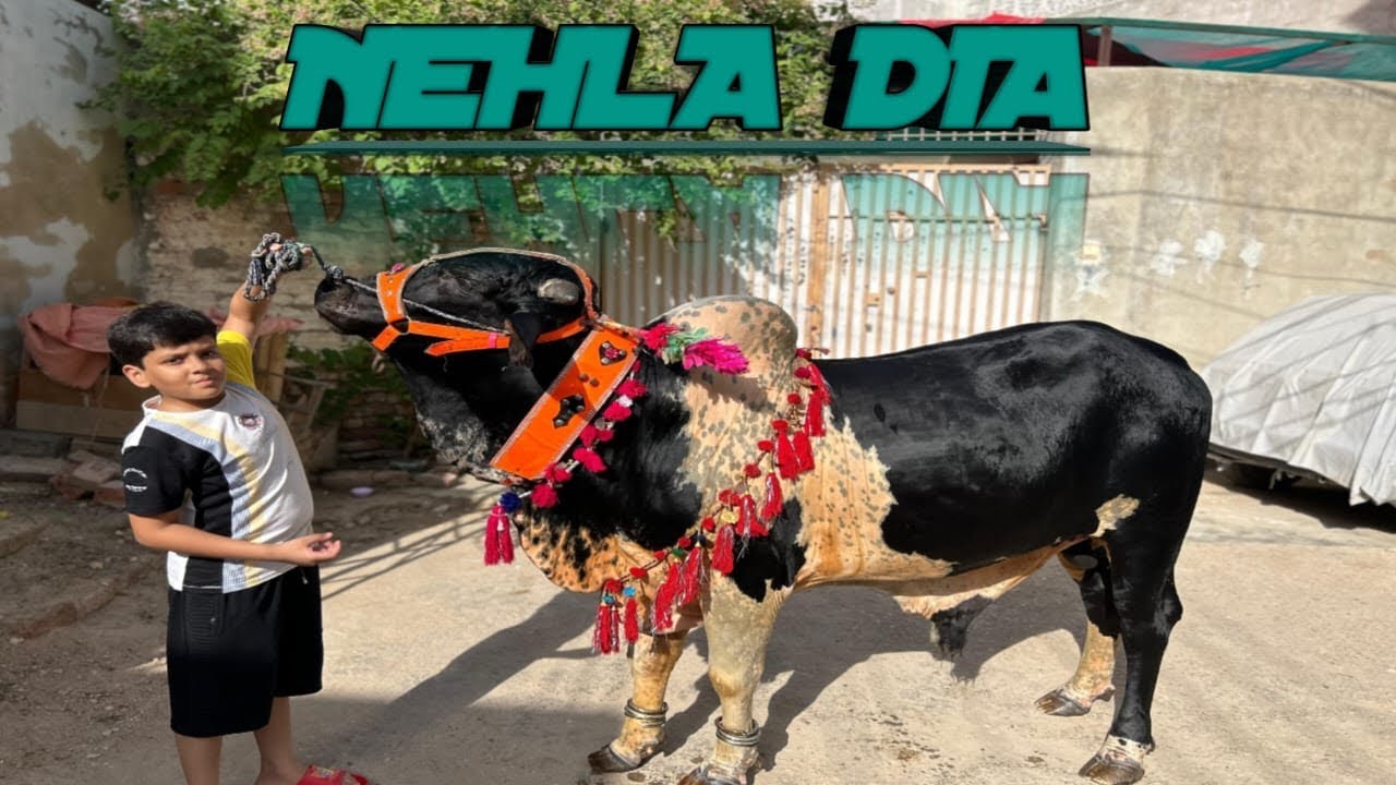 Recap of 2k24🥰|Panda ko nehla dia😃|Dangerous unloading 🥳||