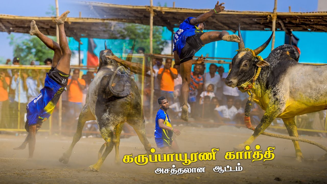 கருப்பாயூரணி vs வெள்ளியங்குன்றம் மறை காளை  VAVATHODAM VADAM
