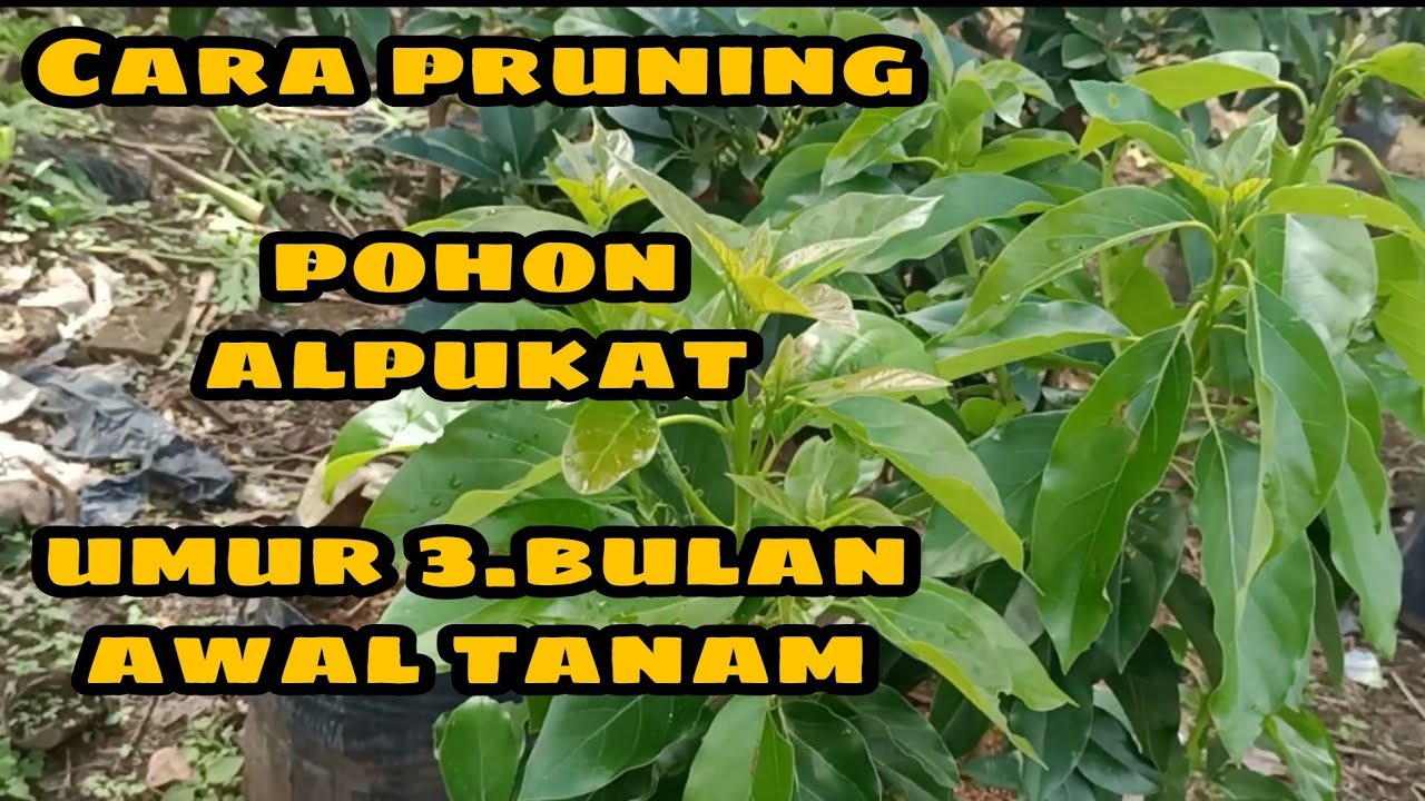 CARA PRUNING POHON ALPUKAT UMUR 3 BULAN AWAL TANAM
