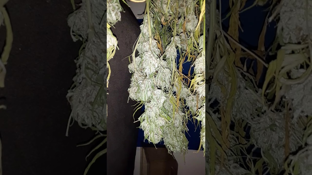 monster sour kush