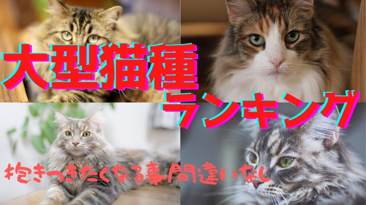 大きい猫ランキング〜抱きつきたい大型の猫種５選〜