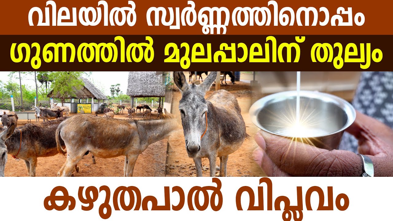 ചെലവ് 160 രൂപ, 1 ലിറ്റർ പാലിന് 10000 രുപ ലാഭമോ, നഷ്ടമോ I Donkey Farming in tamilnadu I Donkey milk I