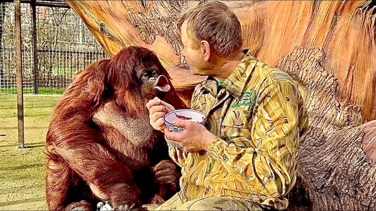 Это ТАК СМЕШНО! Олег Зубков пришел к орангутану Дане и кормит ее борщом 😂