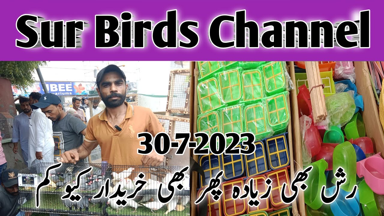 Birds Market Lalukhet l Karachi Birds Market l Sunday Birds Market 30-7-2023 l Sur Birds Channel