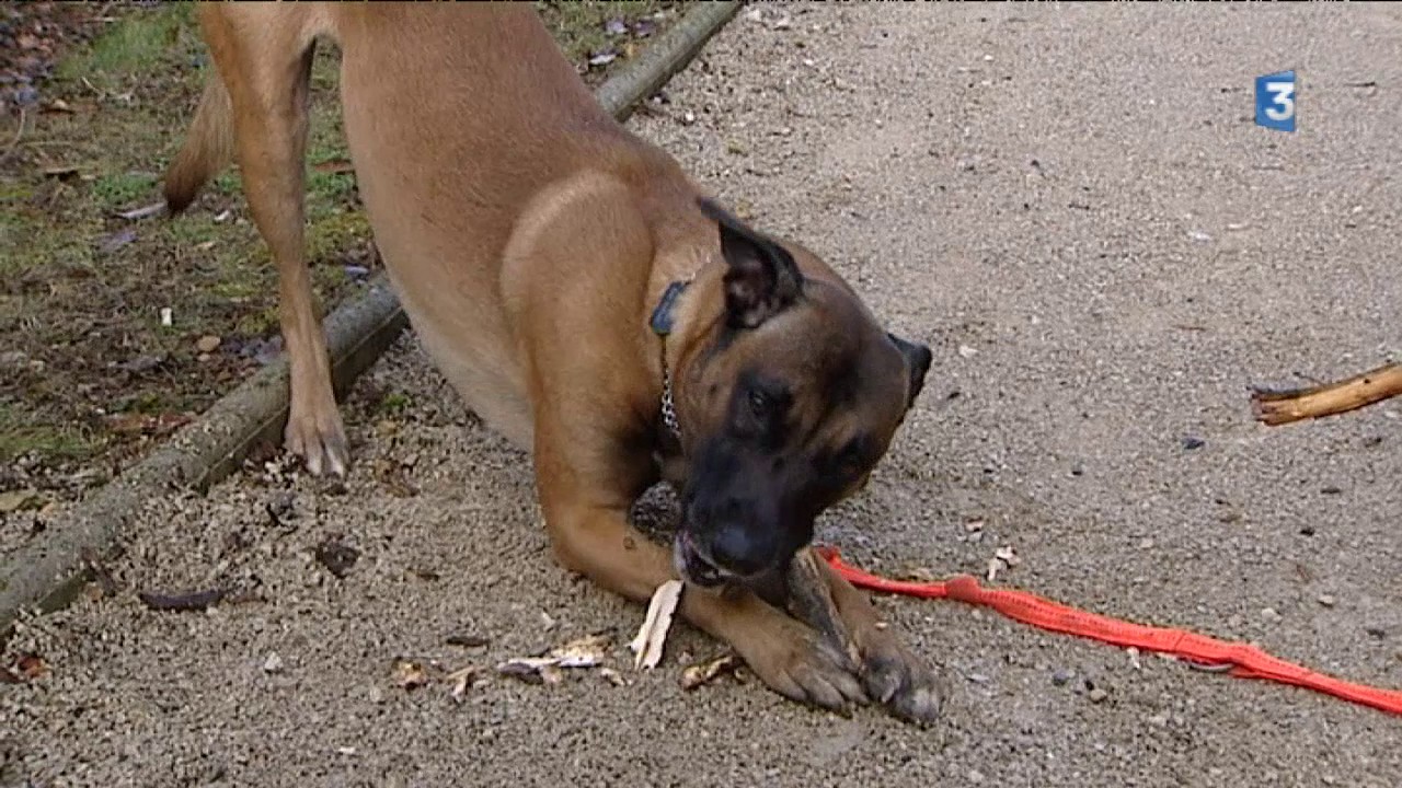 Dijon : un ancien ma&icirc;tre-chien de l'arm&eacute;e se reconvertit en &eacute;ducateur animalier