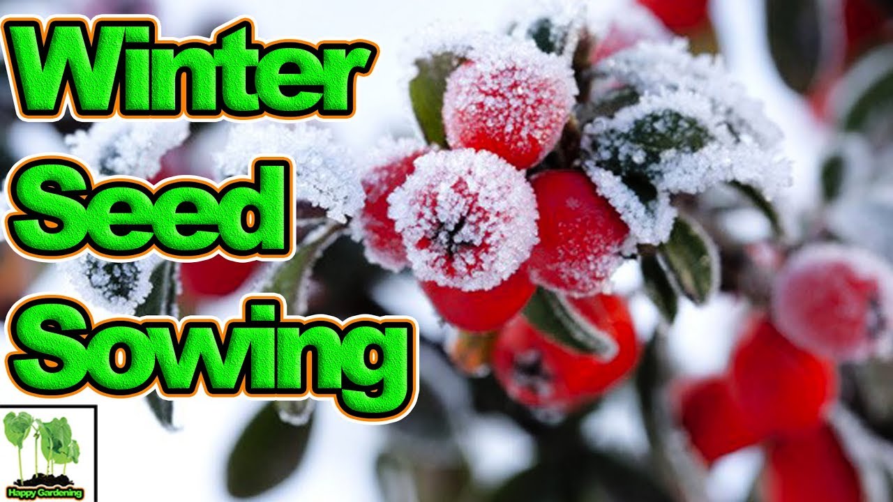 What To Sow For Winter