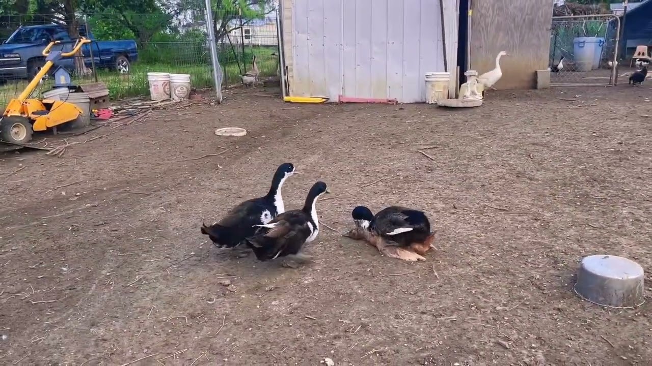 一鼓作气🦆#农家小院 #生态放养 #田园生活 #鸡鸭鹅#农村生活 （daily)